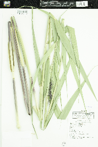 Phragmites australis image