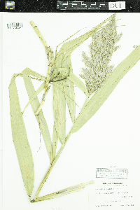 Phragmites australis image