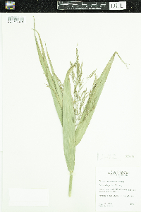 Phragmites australis image