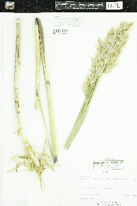 Phragmites australis image