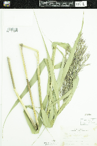 Phragmites australis image