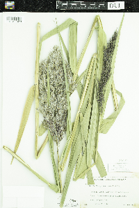 Phragmites australis image