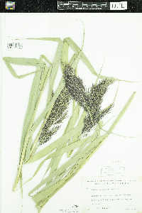 Phragmites australis image