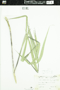 Phragmites australis image