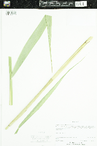 Phragmites australis subsp. australis image