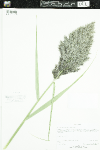 Phragmites australis subsp. australis image