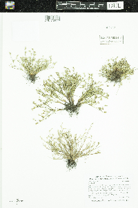 Thumbnail image of current specimen