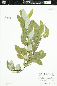 Salix pyrifolia image