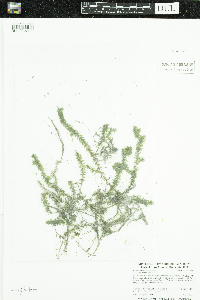 Elodea canadensis image