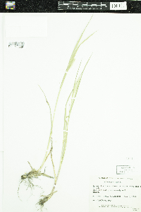 Phleum pratense image