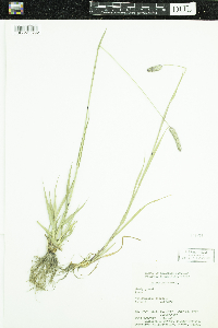 Phleum pratense image