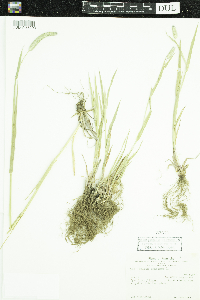 Phleum pratense image