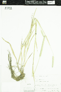 Phleum pratense image