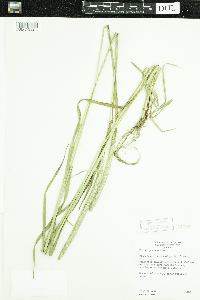 Phleum pratense image