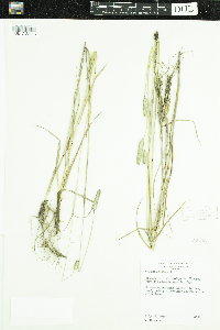 Phleum pratense image