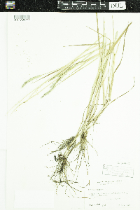 Phleum pratense image