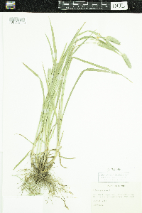 Phleum pratense image
