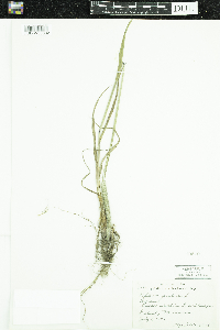 Phleum pratense image