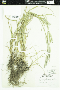 Phleum pratense image