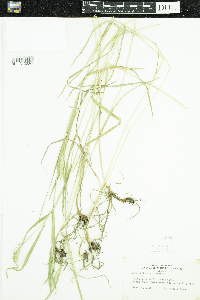 Phleum pratense image