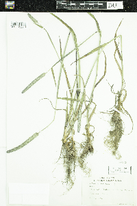 Phleum pratense image