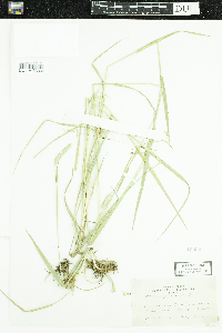 Phleum pratense image