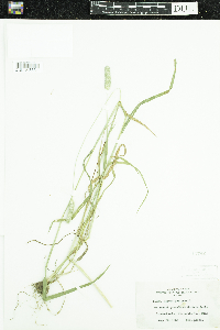 Phleum pratense image