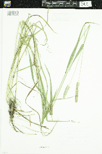 Phleum pratense image