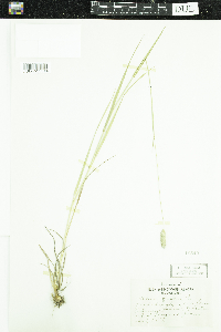 Phleum pratense image