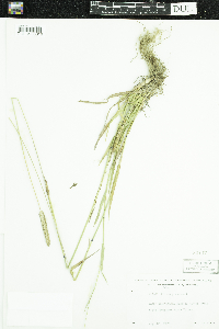 Phleum pratense image