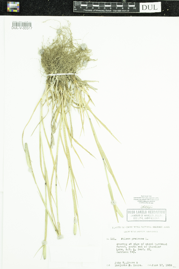 Phleum pratense image