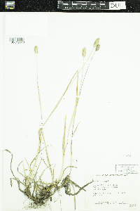 Phleum alpinum image