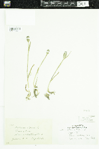 Phleum alpinum image