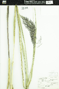 Phragmites australis image