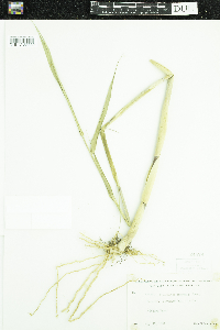 Phragmites australis image