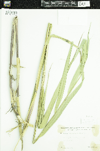 Phragmites australis image