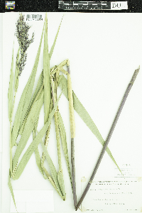 Phragmites australis image