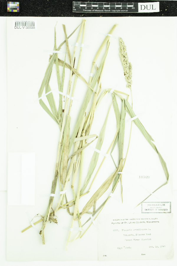 Phalaris arundinacea image