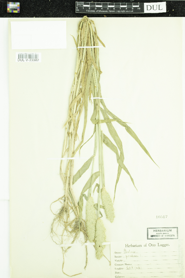Phalaris paradoxa image