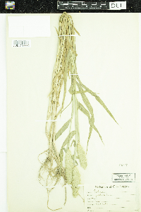 Media resource of Phalaris paradoxa