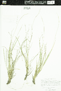 Dichanthelium linearifolium image