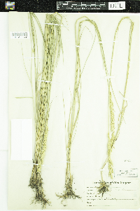 Pascopyrum smithii image