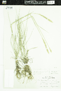 Pascopyrum smithii image