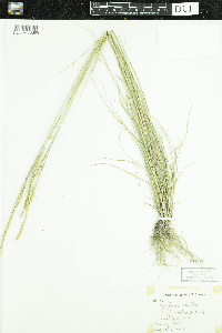 Pascopyrum smithii image