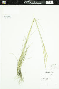 Pascopyrum smithii image