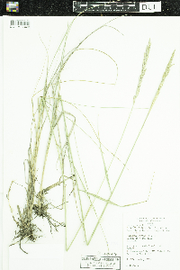Pascopyrum smithii image