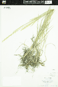 Pascopyrum smithii image