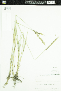 Pascopyrum smithii image