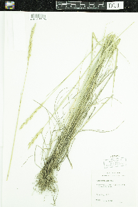 Pascopyrum smithii image