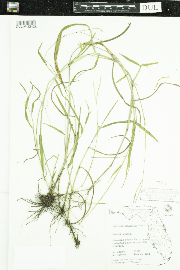Paspalum conjugatum image